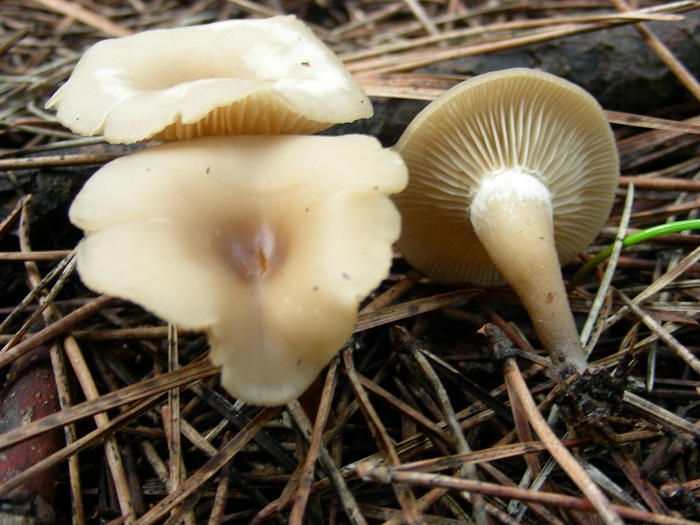 581 Febbraio vecchio ritrovamento